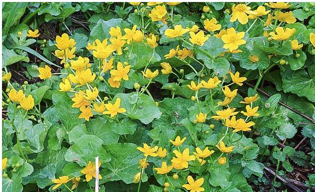 马蹄菜长什么样子,马蹄荸荠俗称