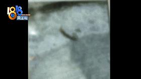 北京出租屋里有小虫子,出租屋全是虫子能退租吗