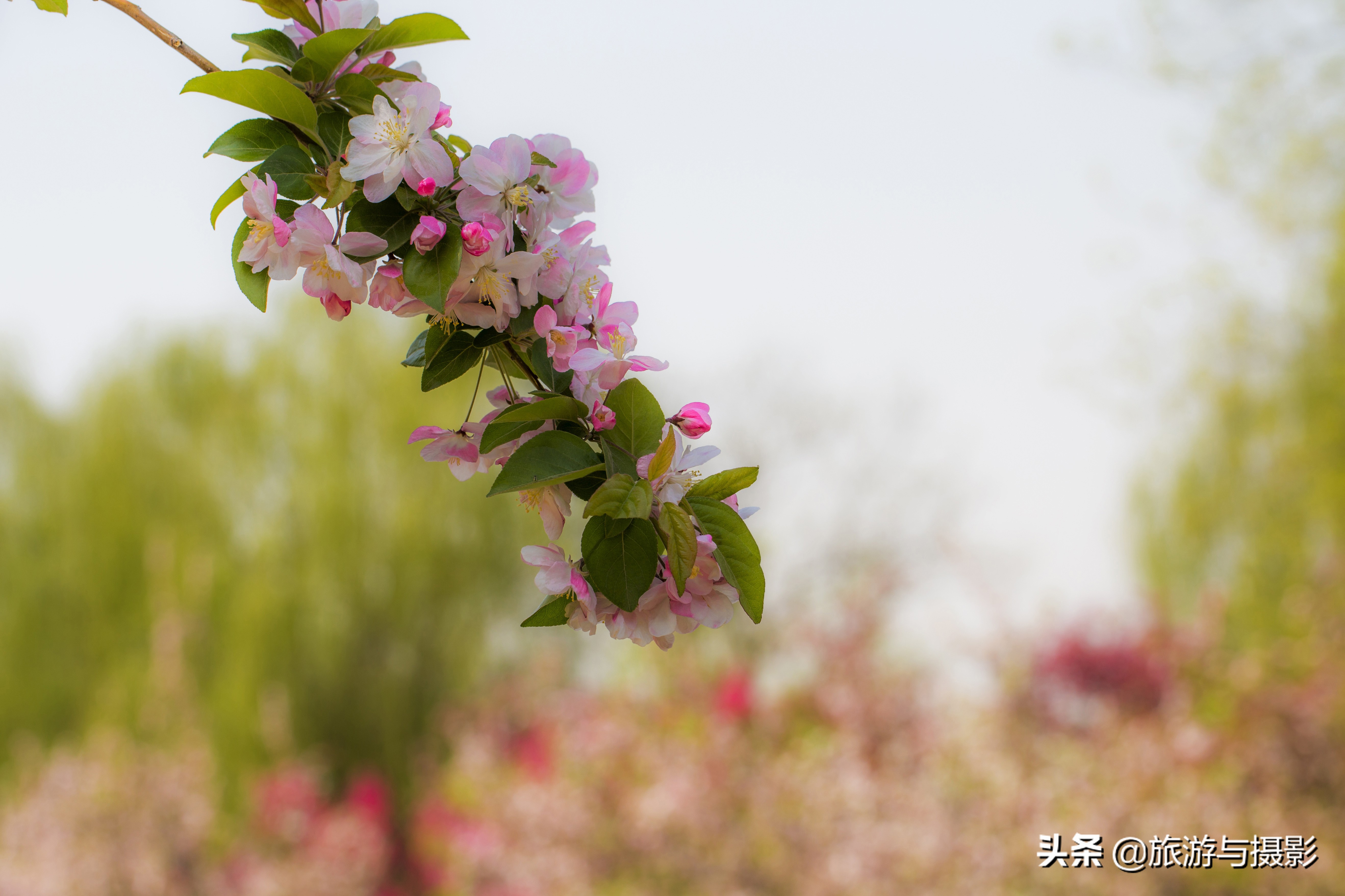海棠花诗七绝,南宋海棠花图古诗