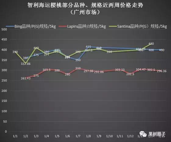 反季樱桃,24年大棚樱桃反季节上市