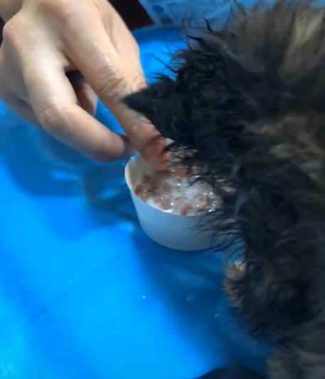 捡到的小奶猫眼睛流脓,捡到的小奶猫眼睛一直有眼屎