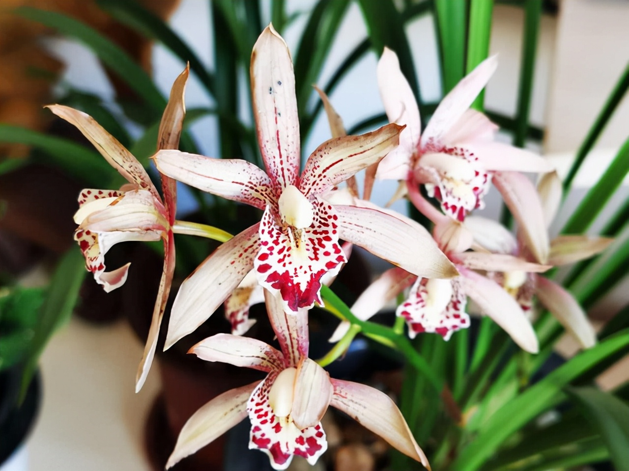 买花经验要牢记,网购花卉如何避坑