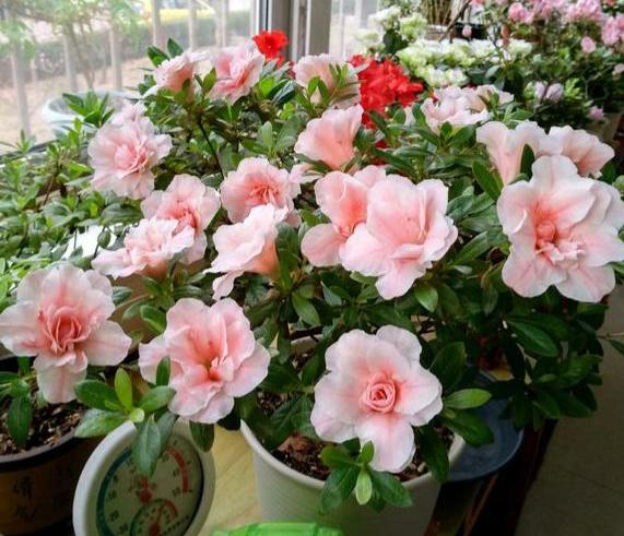 养杜鹃的十大注意事项,养杜鹃花要注意些什么