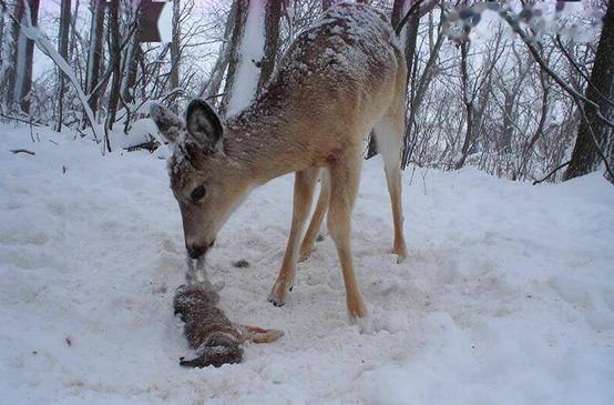 澳洲出现牛吃蛇,澳洲牛吃蛇有什么预兆