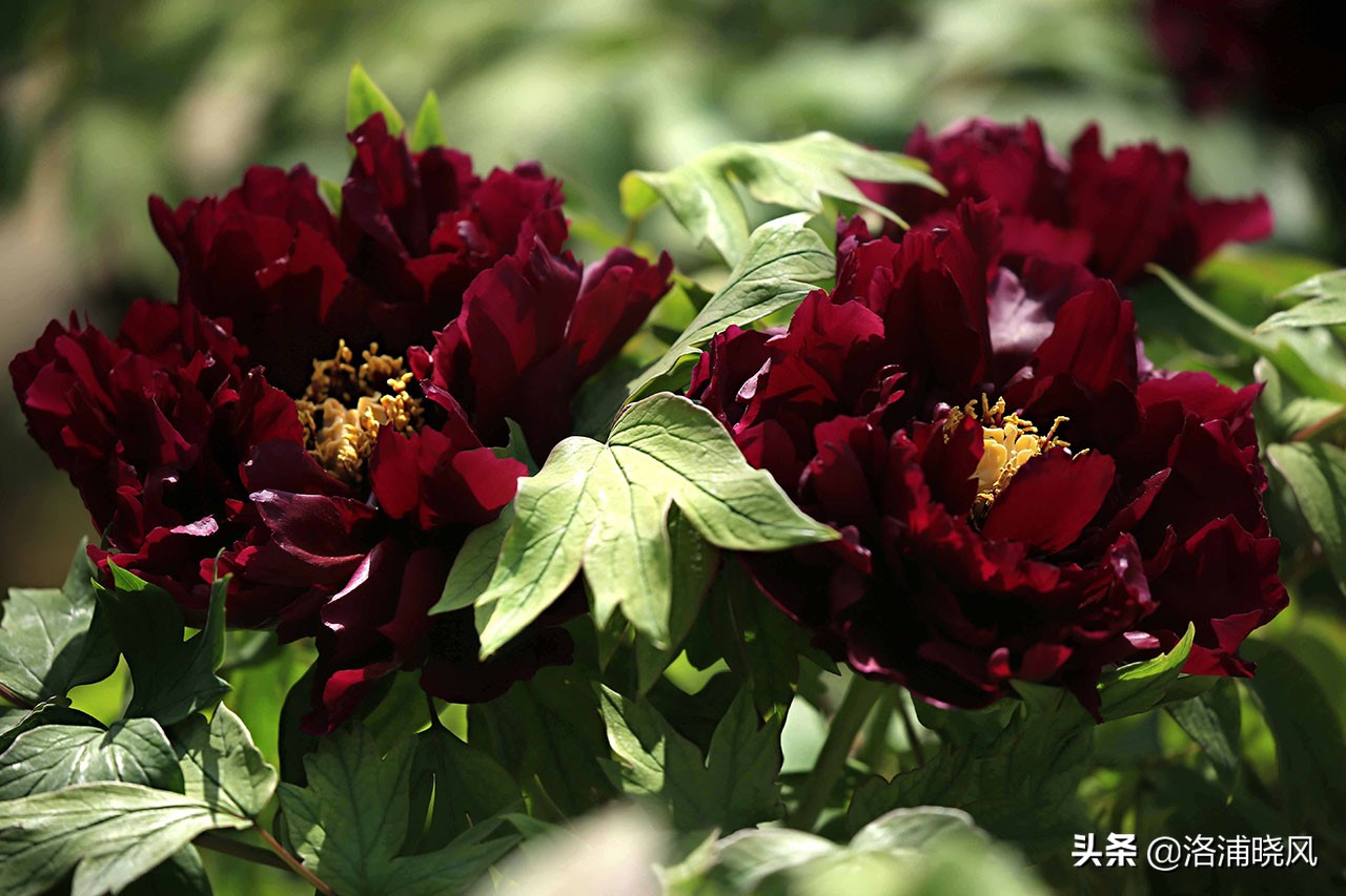 牡丹的名贵品种黑牡丹和绿牡丹,牡丹的稀有品种绿牡丹和黑牡丹