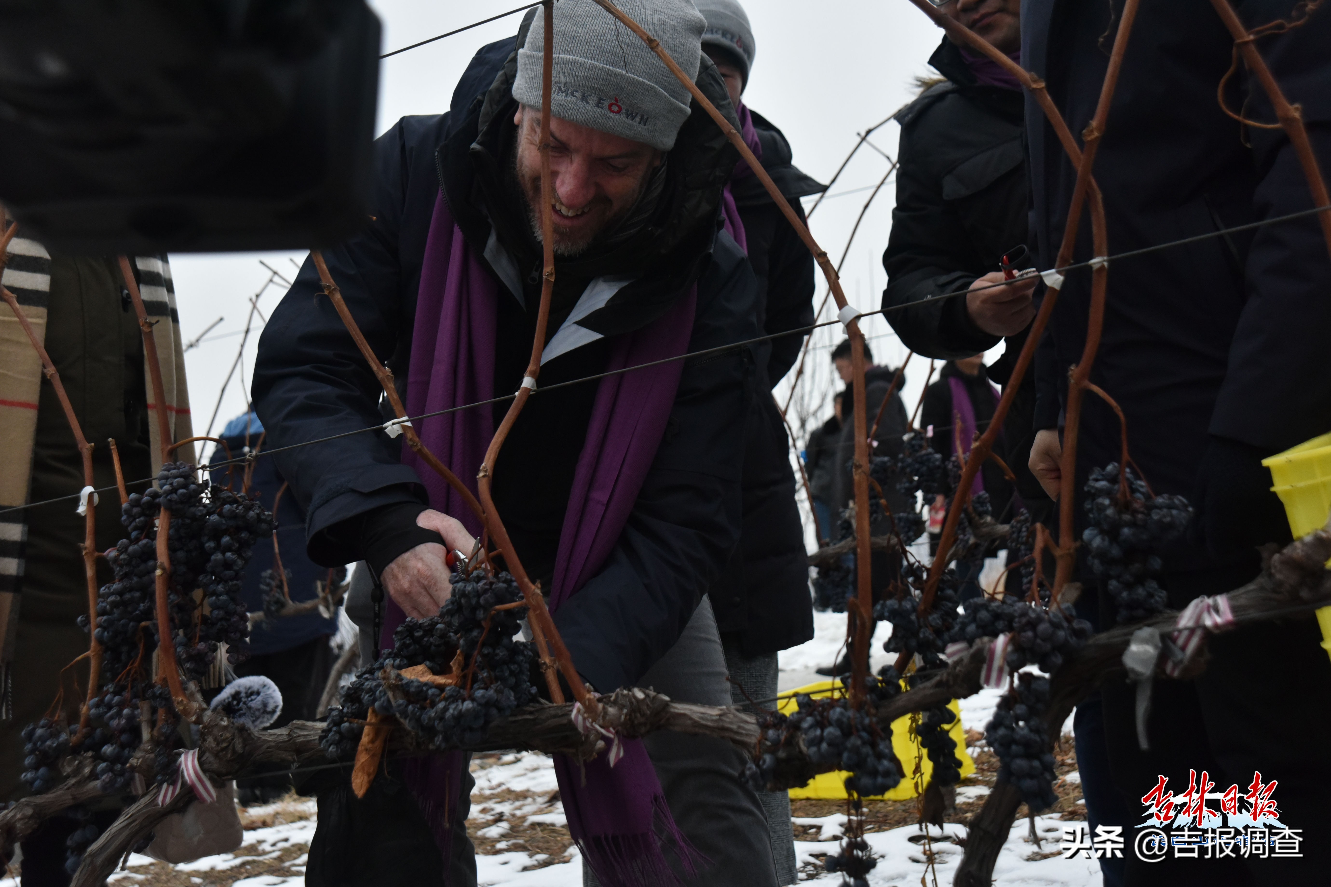 集安鸭江谷冰葡萄,集安鸭江谷冰葡萄怎么样