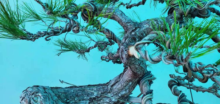 金奖精品黑松盆景 (日本国风展黑松盆景高清图)