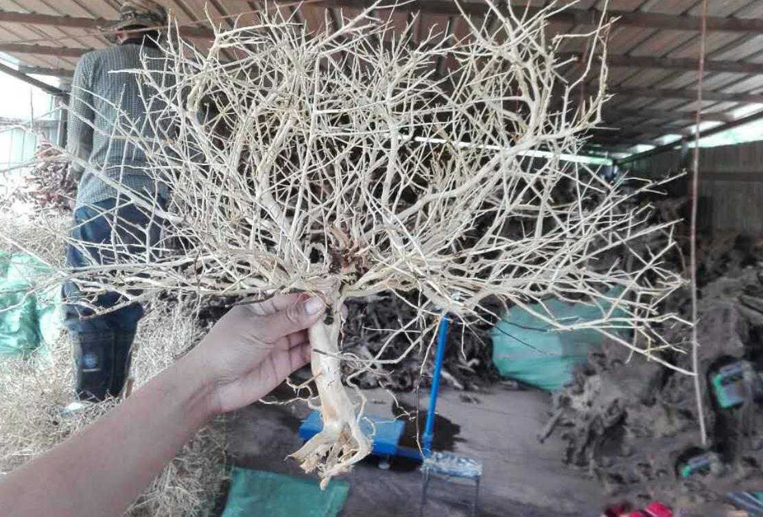 草缸的成本价,不花钱也能做的草缸教学