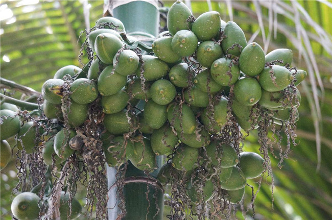 宝宝不能碰的八种水果,这3种水果家长少给孩子吃