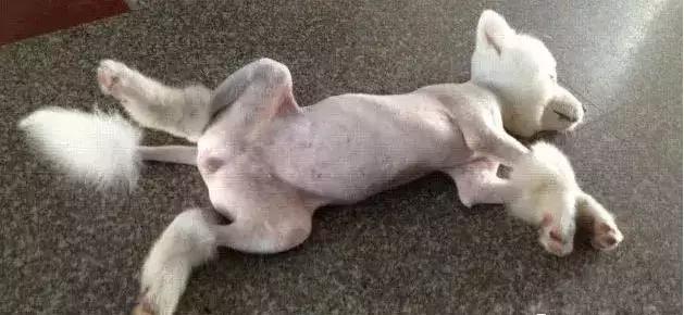 女狗狗该不该做绝育,狗狗做绝育的利与弊