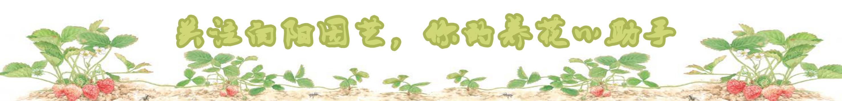 盆栽吊兰怎么打理,吊兰绿植盆栽怎么养能长藤