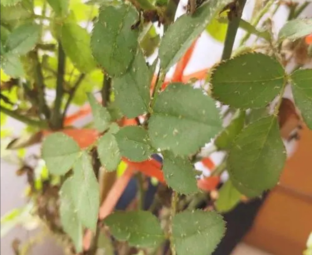 天热了花草的小虫怎么除,天气热了有小的虫子怎么办