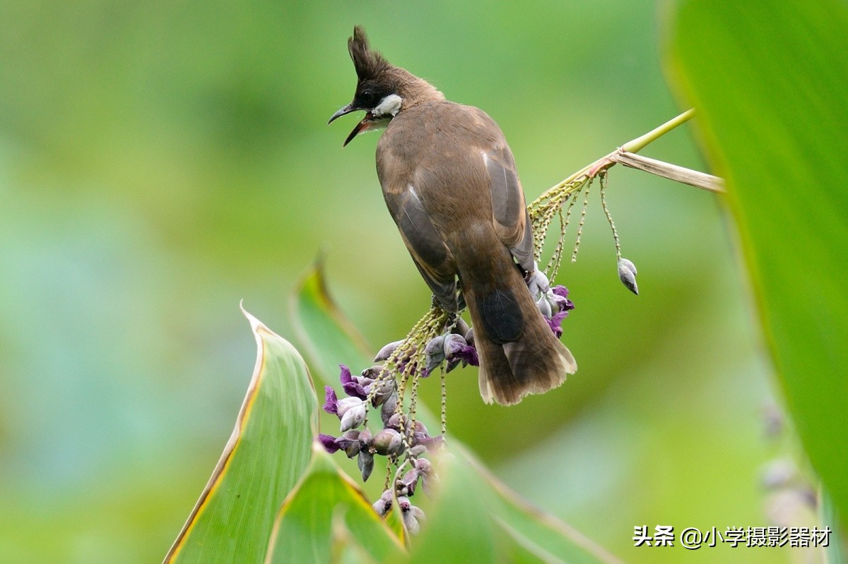 尼康180-400镜头有啥缺点,尼康长焦拍摄风景性价比高