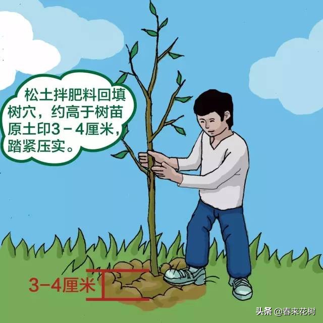 苗木种植规范,苗木种植位置规范
