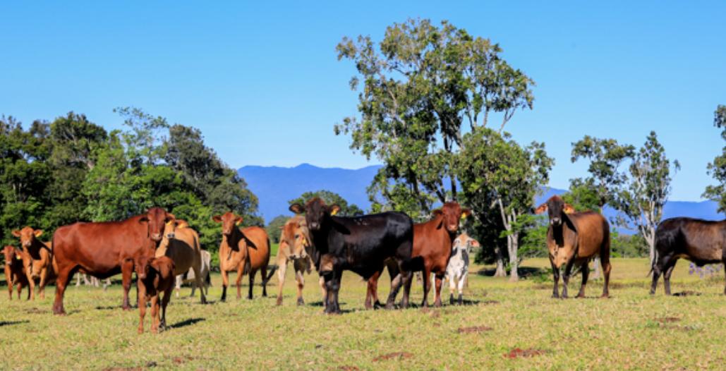 解密牛羊肉供应链,正宗澳洲牛肉