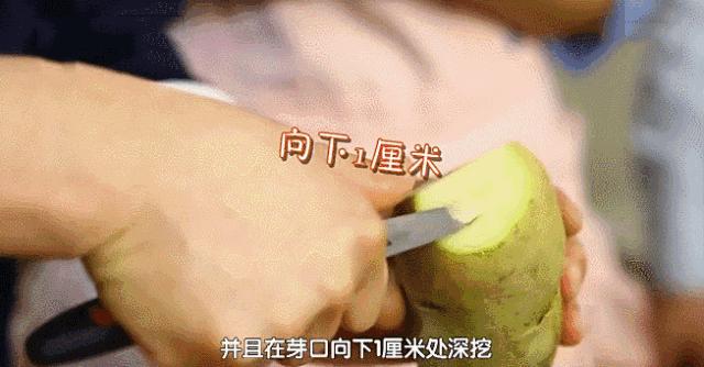 发芽的土豆炒熟了还有毒吗,土豆发芽可以吃吗有毒吗