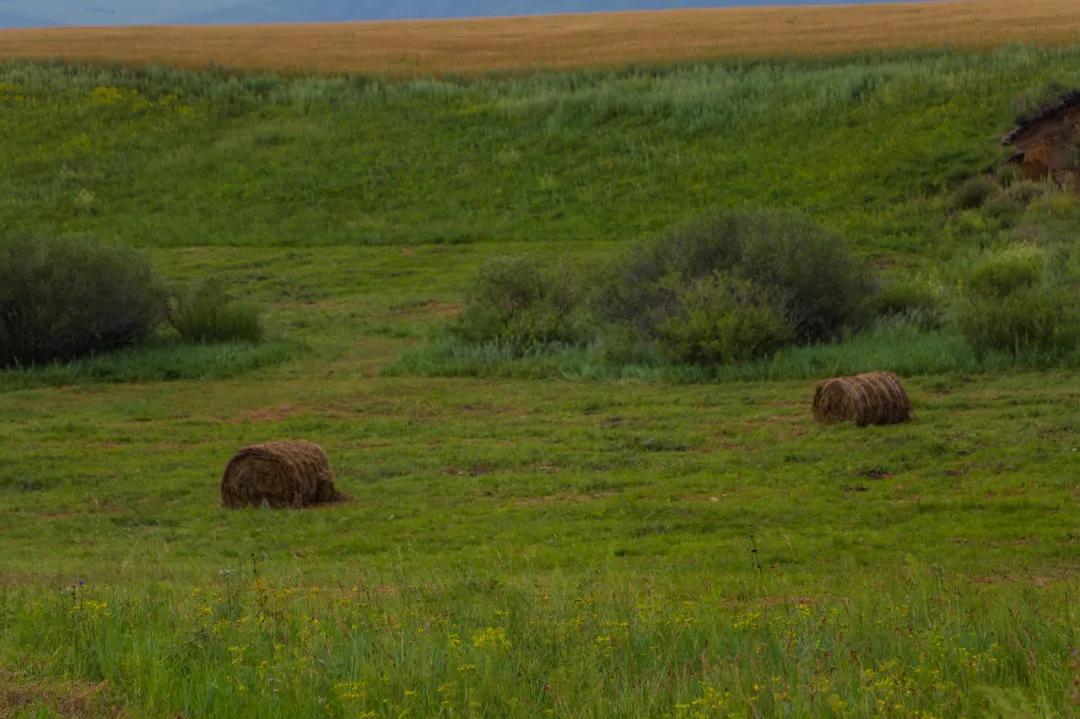 八月的呼伦贝尔大草原,辽阔的呼伦贝尔大草原风景