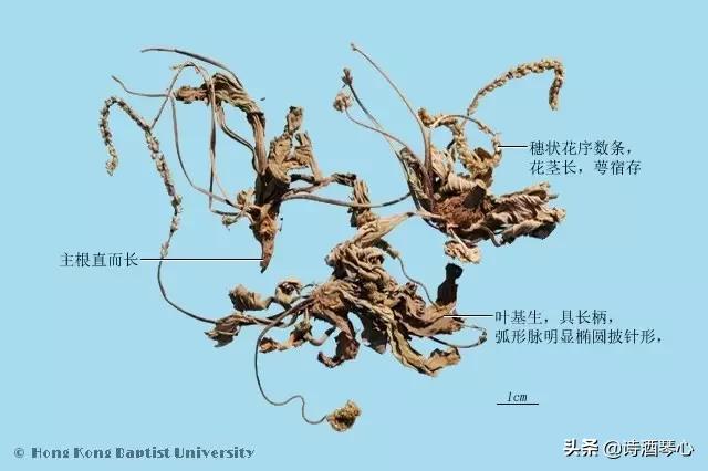 每天最少学一味中药苦参,每天最少学一味中药川乌