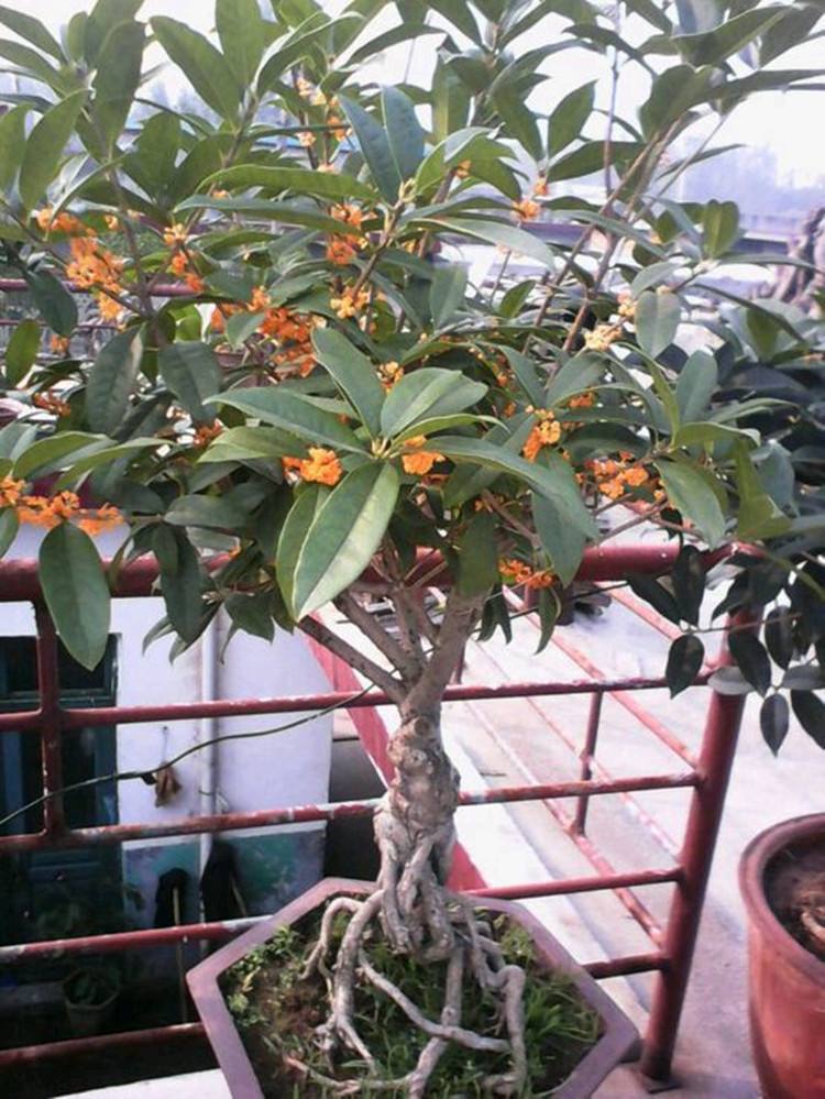 盆栽桂花树怎么不好养,盆栽桂花不茂盛怎么补救