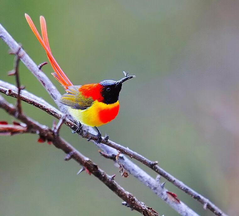 蜂鸟与太阳鸟区别,太阳鸟就是蜂鸟吗