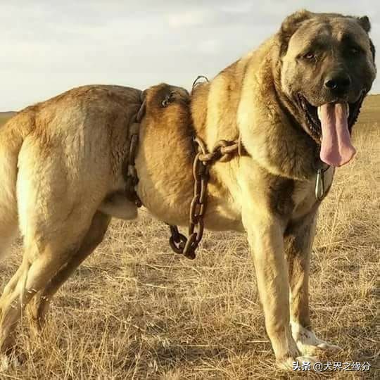 世界上5种最大的獒犬,比藏獒还厉害的10种犬