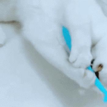 如何给猫咪选牙膏,如何给猫咪选择洁齿产品
