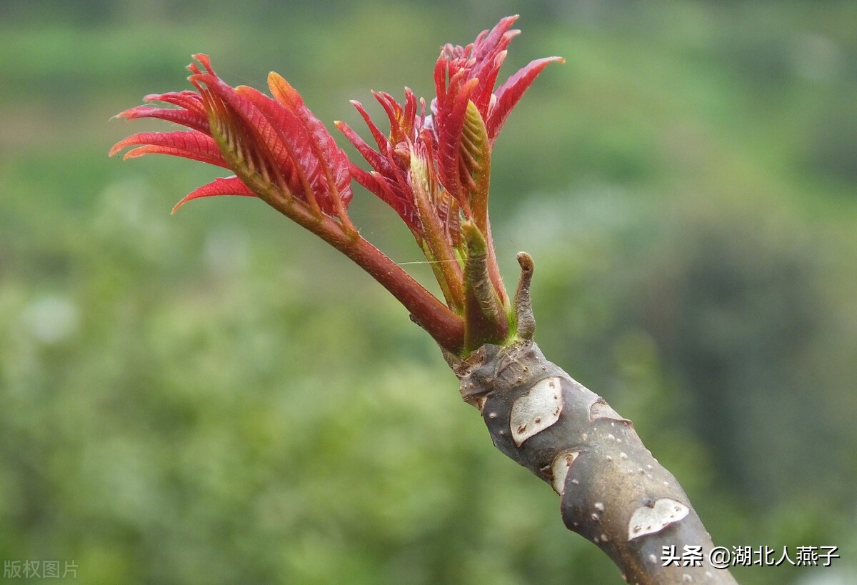 各种可以吃的野菜图片大全及名称 (100种野菜图片大全和名称和吃法)