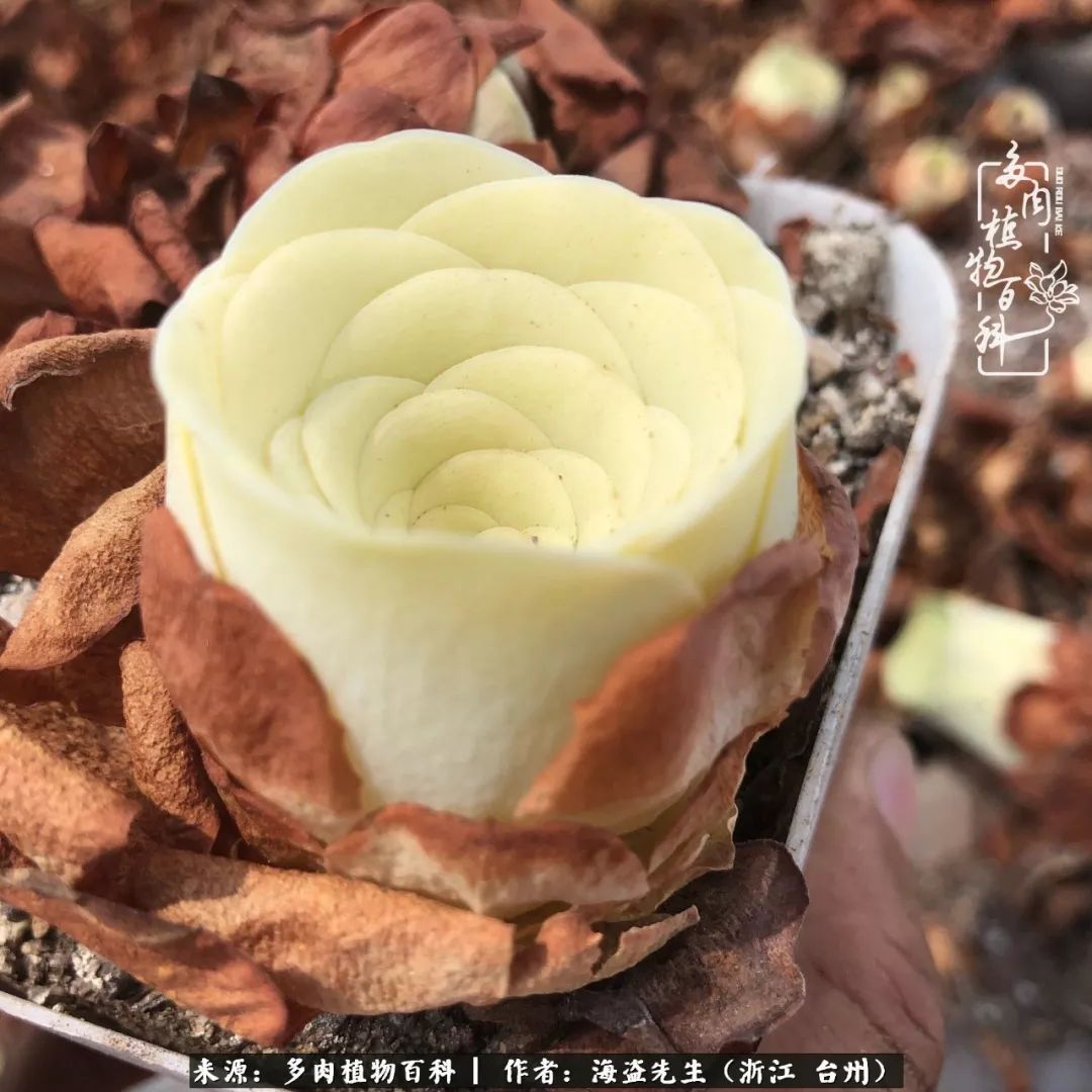 黄玫瑰这么美的风景惊艳到你了吗,优雅漂亮的黄玫瑰图片