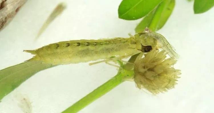 鱼苗消毒和病虫防治,水花鱼苗气泡病发病原因