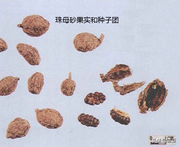 砂仁的好与坏的识别,如何辨别砂仁的真假