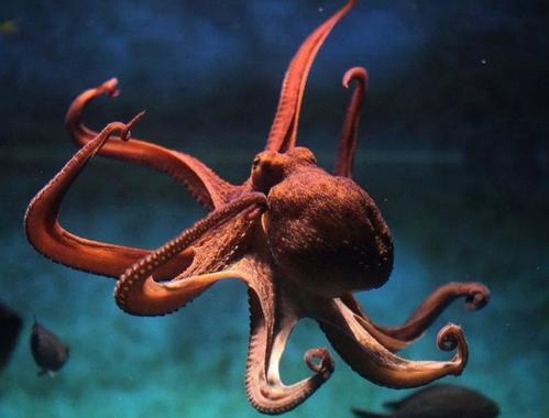 章鱼是外星生物竟然有三颗心脏,章鱼九个大脑三个心脏