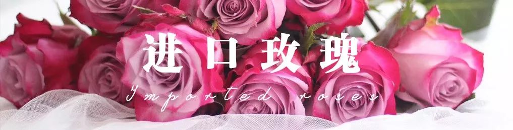 花店必备的5款玫瑰,鲜花图鉴一次性认识30种玫瑰花