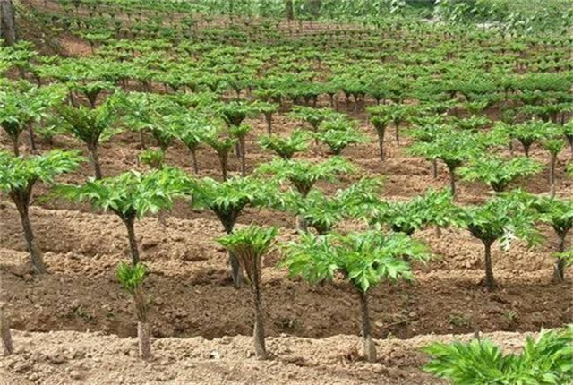 四川珠芽黄魔芋种植高产栽培技术,湖北珠芽黄魔芋种植高产栽培技术