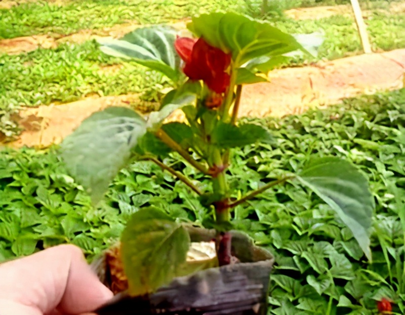 串串红的种植方法,串串红花的养殖方法视频