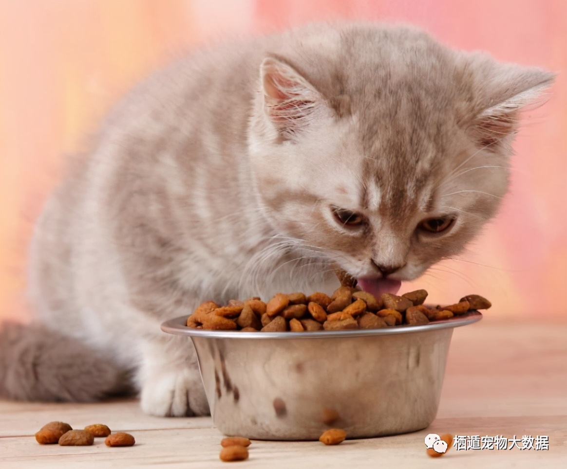 抚摸自己的猫咪被抓伤,摸猫咪的时候猫咪咬人可以打吗