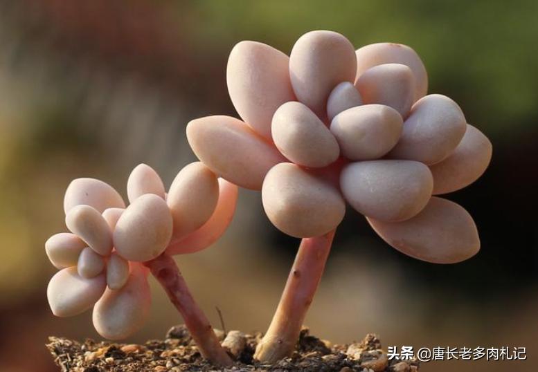 多肉艾伦长侧芽需要砍头吗,多肉中心长花箭怎么处理