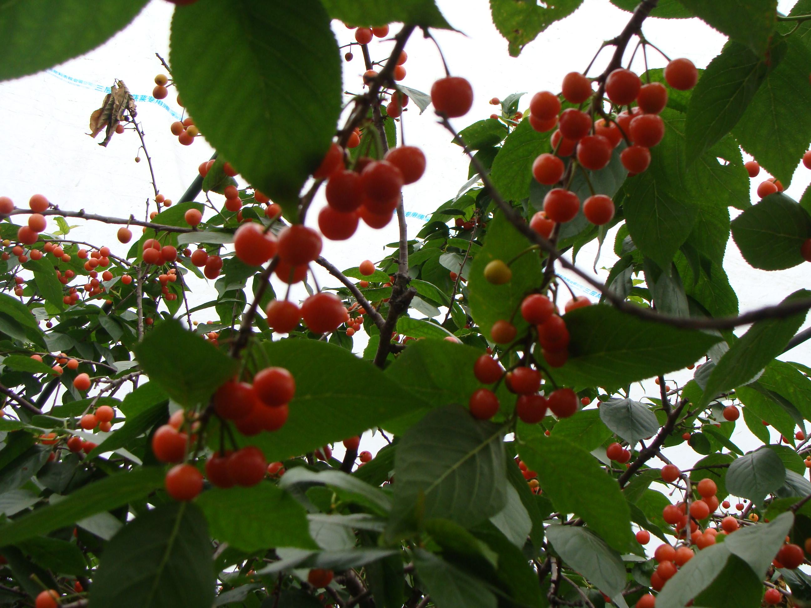 种植樱桃的大棚一亩地投资多少钱,大棚种植樱桃哪个品种好