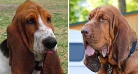 狗狗耳朵有几种类型,正常狗狗耳朵是什么样的