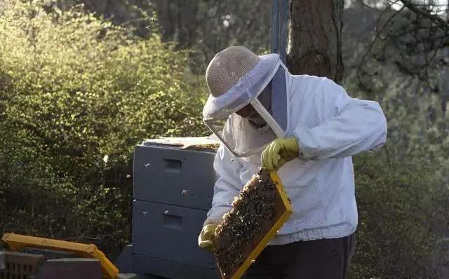 老蜂农一步步教你,蜜蜂如何分蜂四步教你快速分蜂