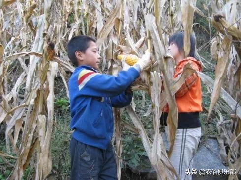 国庆小长假，出去浪不如回老家收庄稼，儿时这5种农活你做过哪些
