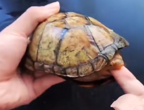 新手怎么养乌龟最合适,新手怎么养乌龟教学视频