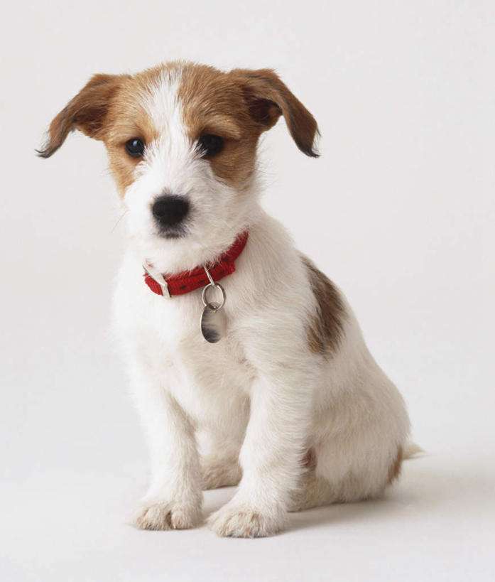 母的狗狗也会来月经,你知道吗