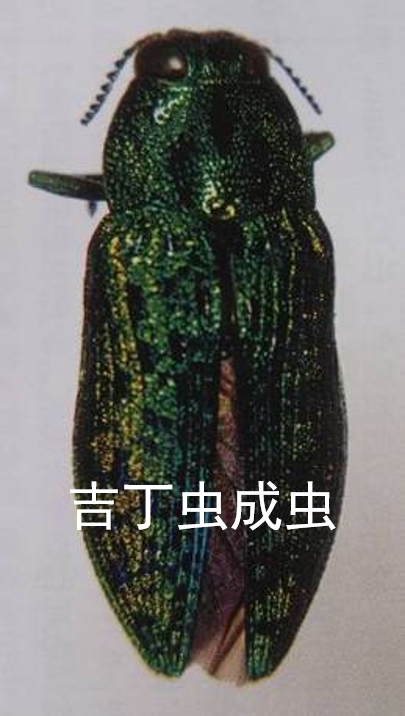 蛀干害虫用什么药,蛀干害虫的生活习性及防治方法