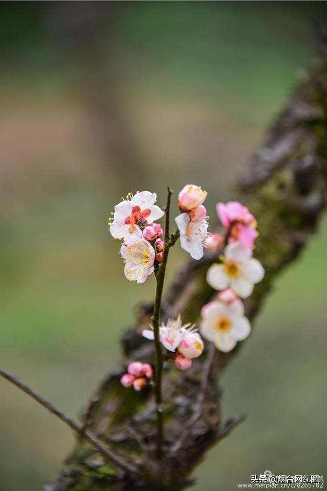 南京梅花山梅花开了吗,来南京梅花山赏梅花