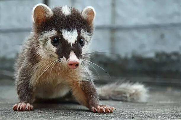 十大不能吃的野生蝙蝠,哪三种野生蝙蝠不能吃