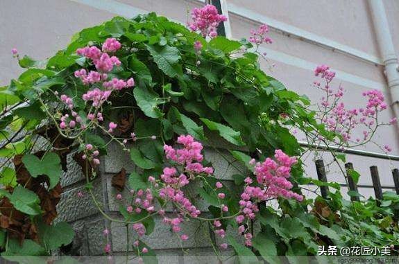 爬藤植物100种,5种爬藤花适合在院子里种植