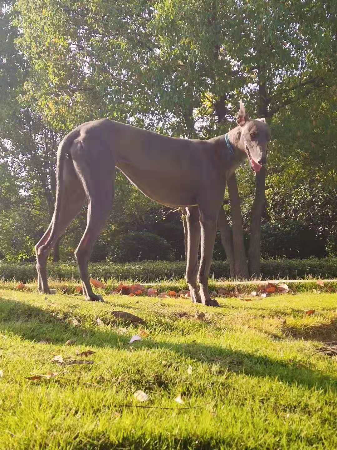 灵缇细狗雪地撵兔视频,意大利小灵缇犬撵兔视频