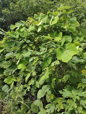 纯天然野生的葛根,野生葛根全株图片