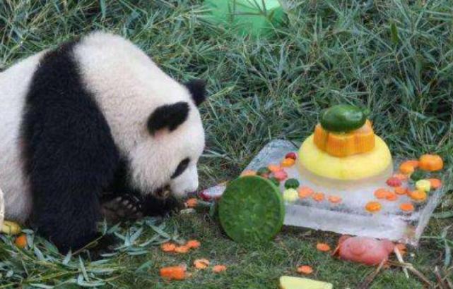 网红饲养员大熊猫,大熊猫网红饲养员