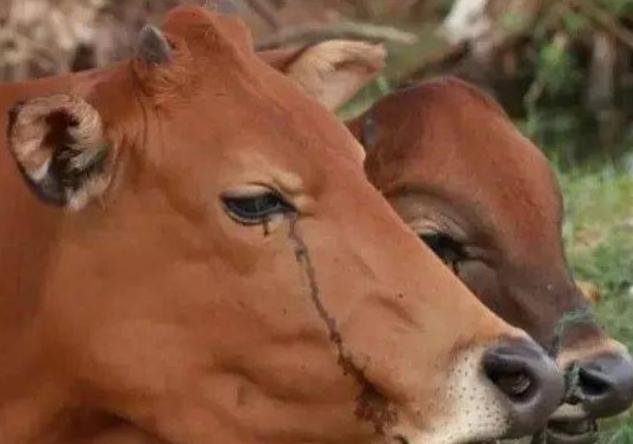 牛流鼻涕如何防治,牛流鼻涕怎么回事